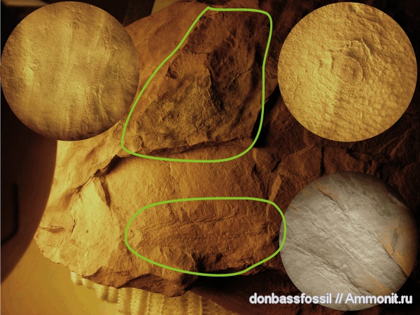 Bothrodendron minutifolium