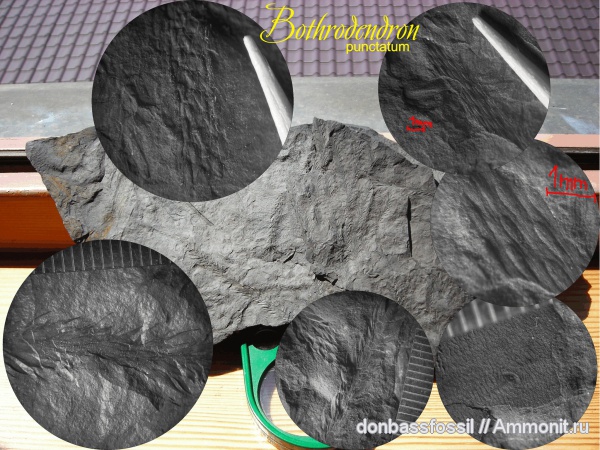 Bothrodendron minutifolium