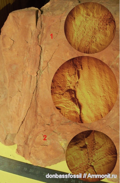 Bothrodendron minutifolium