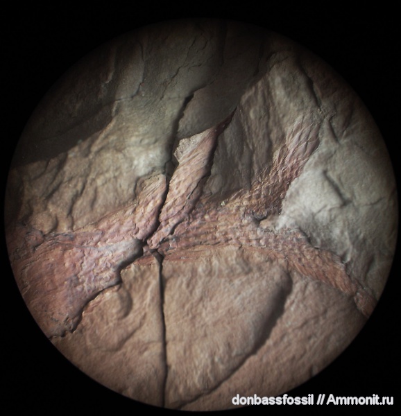 Bothrodendron minutifolium