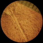 Начало листа лепидофита