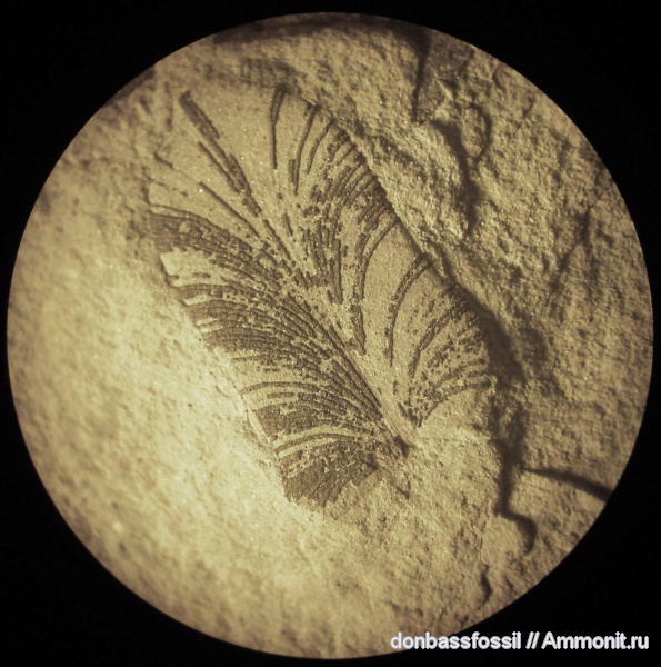 нейроптерис