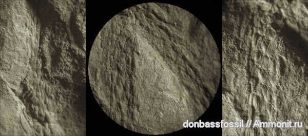 Bothrodendron, ботродендрон