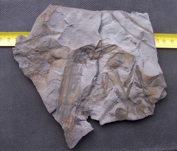 Bothrodendron, ботродендрон