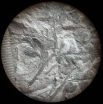 Папоротник Папоротник