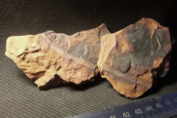 клинолист, Sphenophyllum