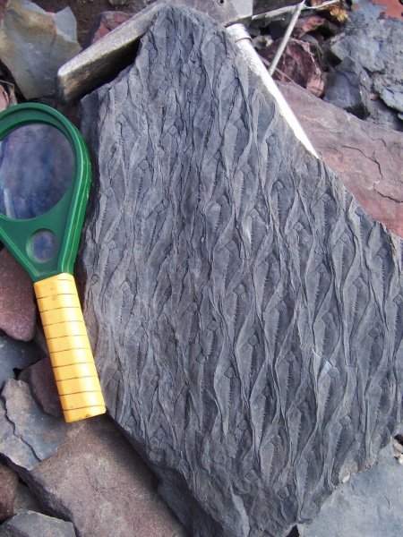 Lepidodendron, Lepidodendron aculeatum