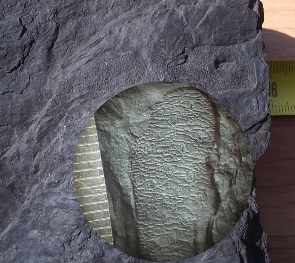 Bothrodendron, ботродендрон