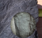 Кора Bothrodendron