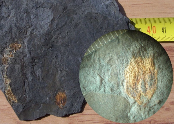 птеридоспермы, Potoniea