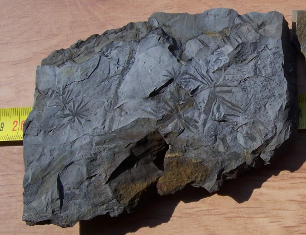 Pinnularia, Pinnularia columnaris