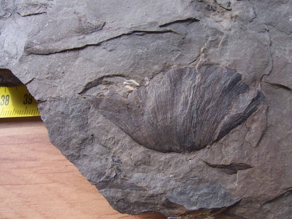 птеридоспермы