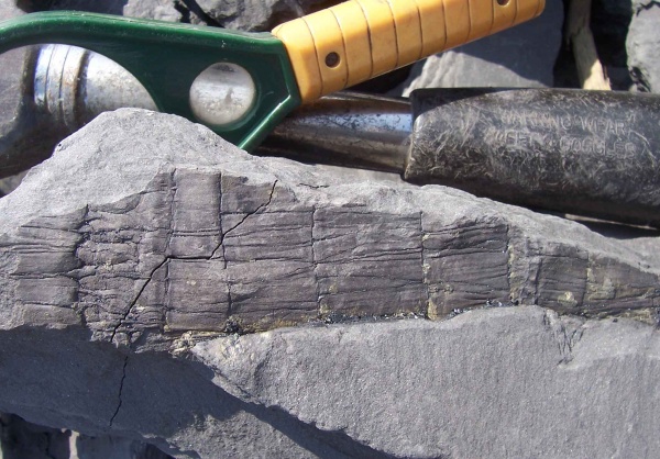 Calamites, Calamites goepperti