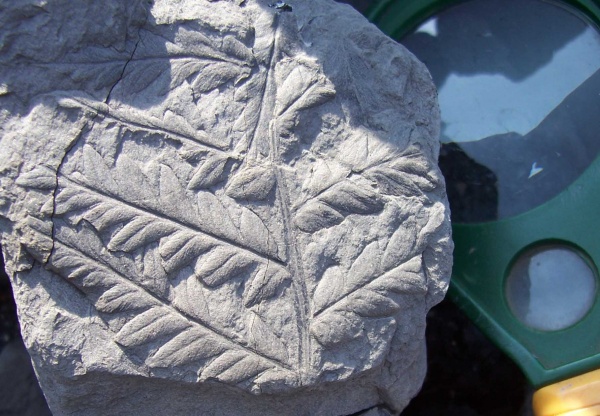 Mariopteris, Mariopteris muricata