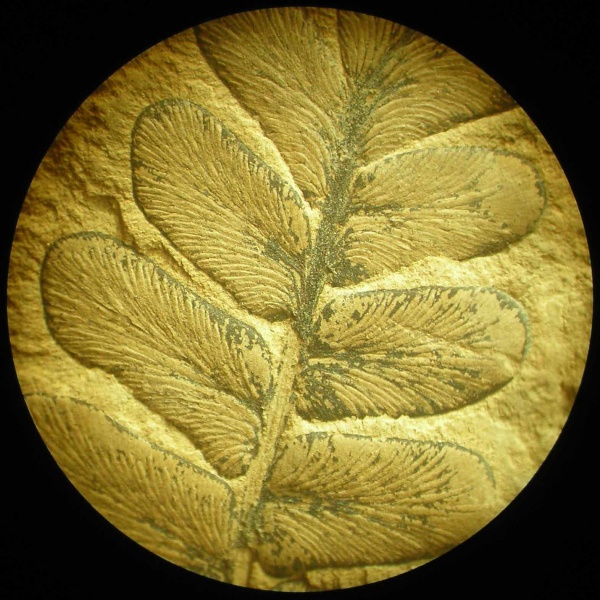 Neuropteris, Neuropteris ovata