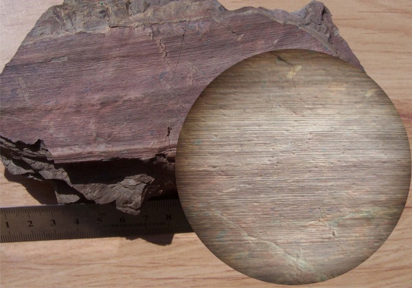 птеридоспермы, рахис