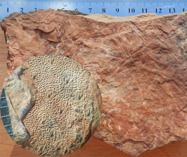 Bothrodendron, ботродендрон