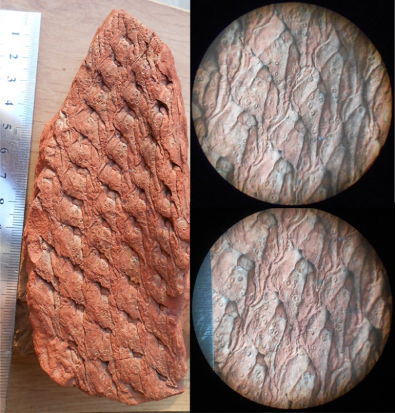 лепидодендрон