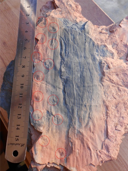 Bothrodendron, ботродендрон