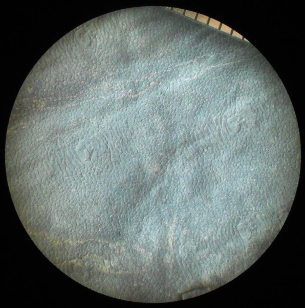 Bothrodendron, ботродендрон