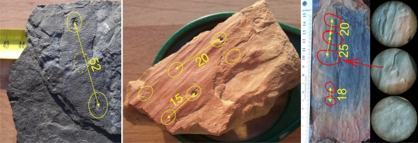 Bothrodendron, ботродендрон