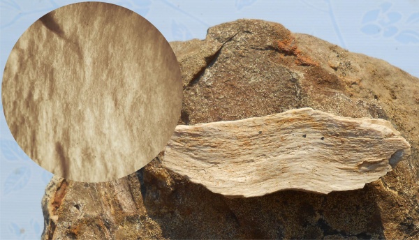 окаменевшее дерево