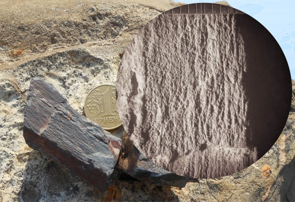 окаменевшее дерево