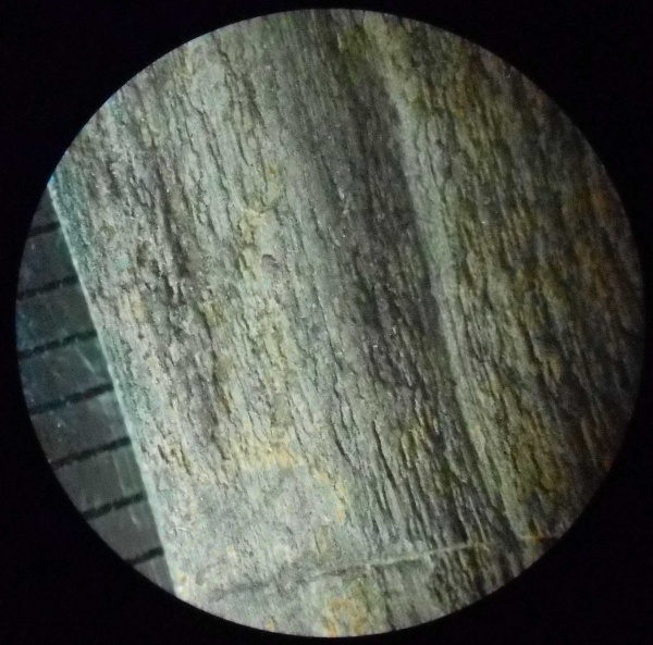 плауновидные