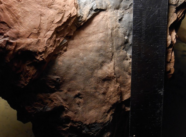 Bothrodendron, ботродендрон