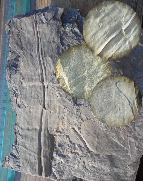 Bothrodendron, ботродендрон