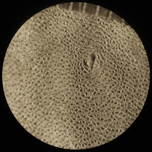 Bothrodendron, ботродендрон