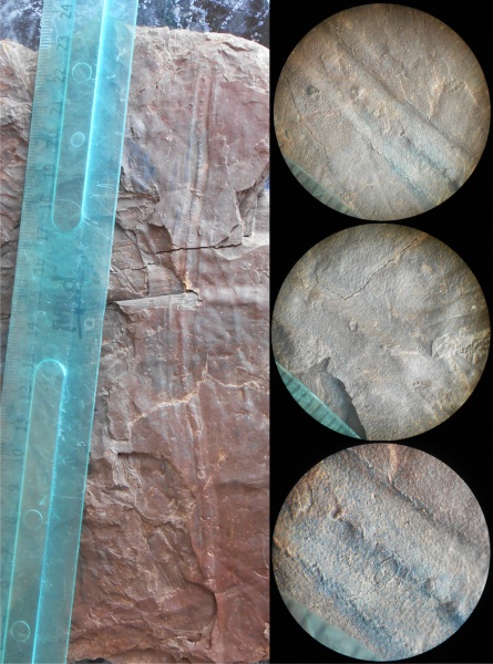 Bothrodendron, ботродендрон