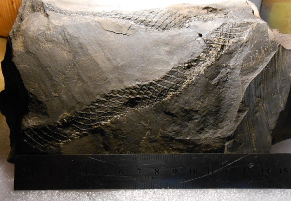 лепидодендрон