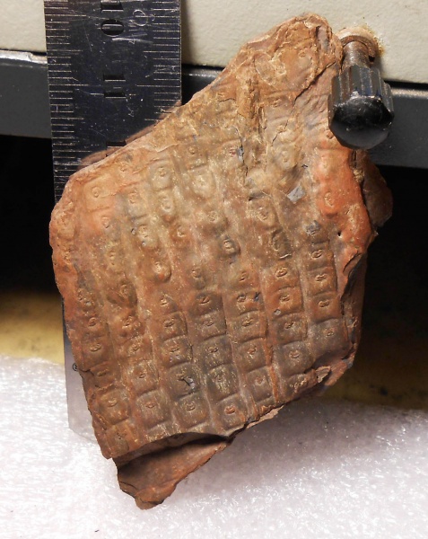 сигиллярия, Sigillaria