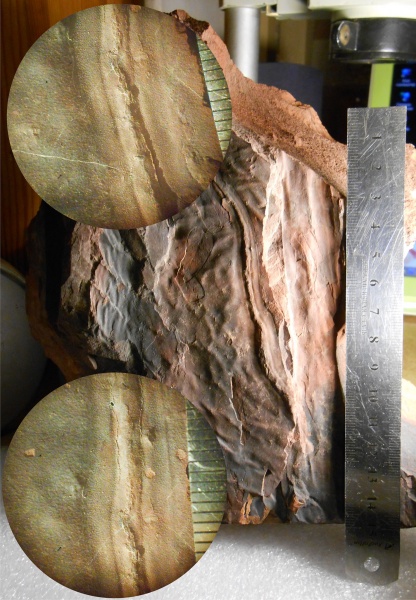 Bothrodendron, ботродендрон