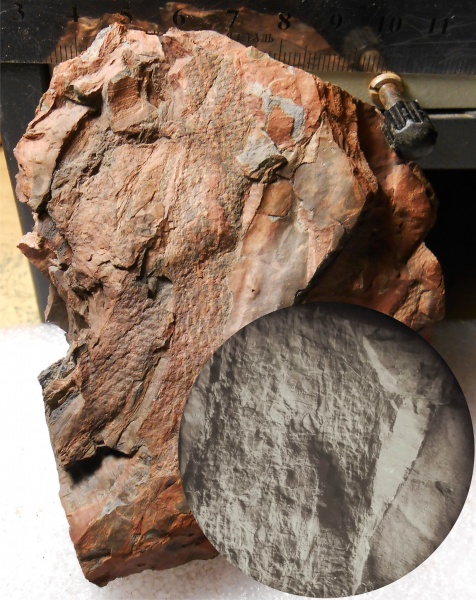 Bothrodendron, ботродендрон