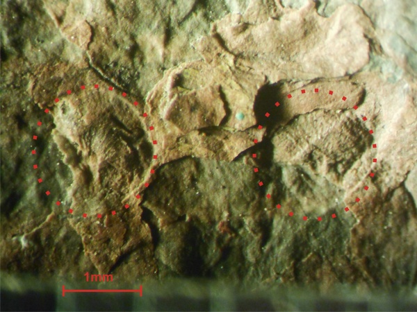 Bothrodendron, ботродендрон
