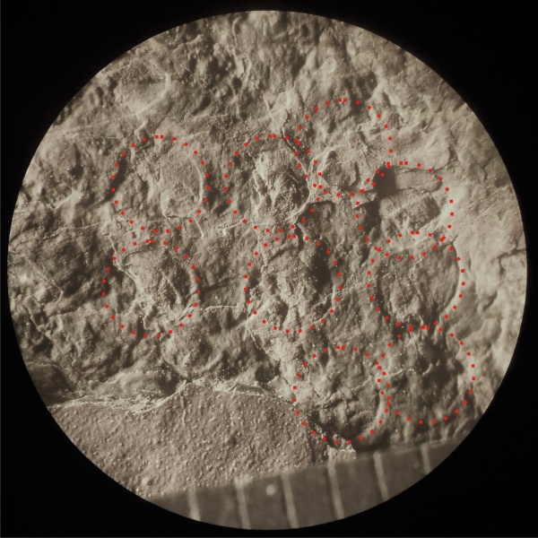 Bothrodendron, ботродендрон