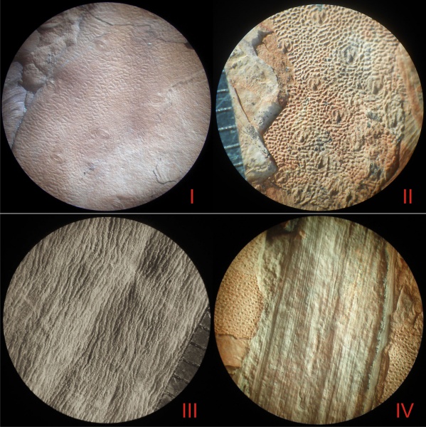 Bothrodendron, ботродендрон