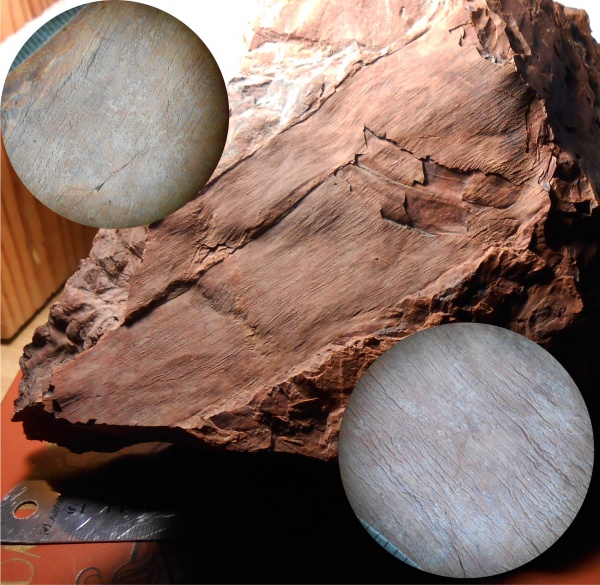 Bothrodendron, ботродендрон