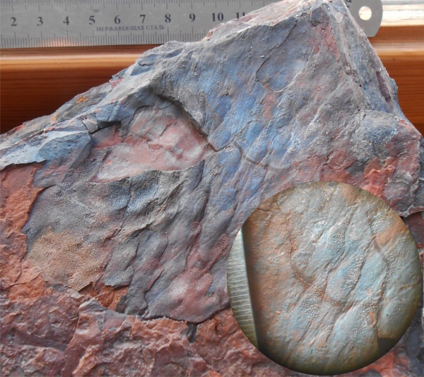 Bothrodendron, ботродендрон