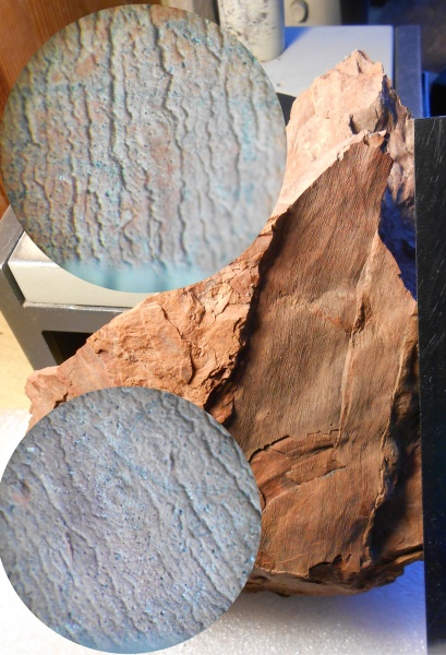 Bothrodendron, ботродендрон, Bothrodendron punctatum