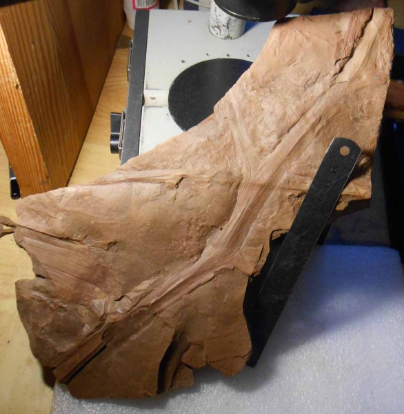 птеридоспермы