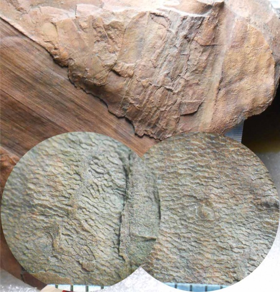 Bothrodendron, ботродендрон