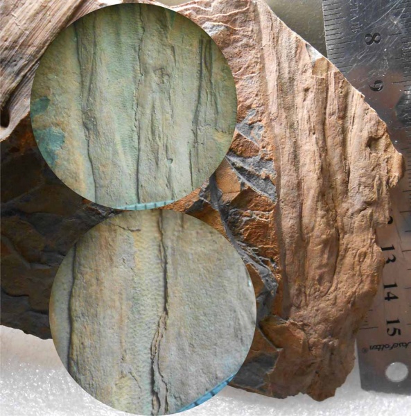 Bothrodendron, ботродендрон