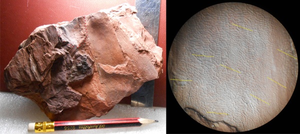 Bothrodendron, ботродендрон