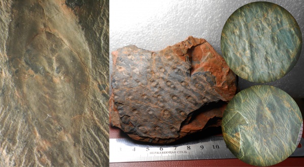 лепидодендрон, Lepidodendron, Lepidodendron serpentigerum