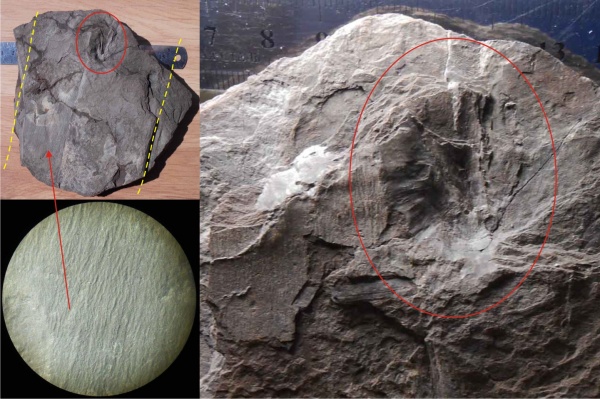 Bothrodendron, ботродендрон