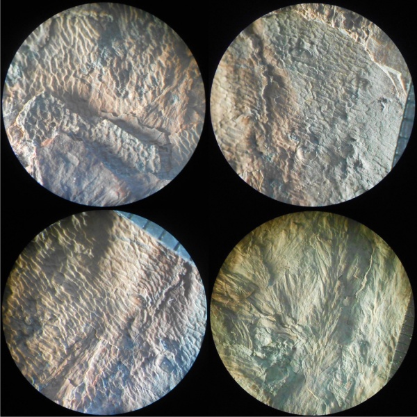 Bothrodendron, ботродендрон