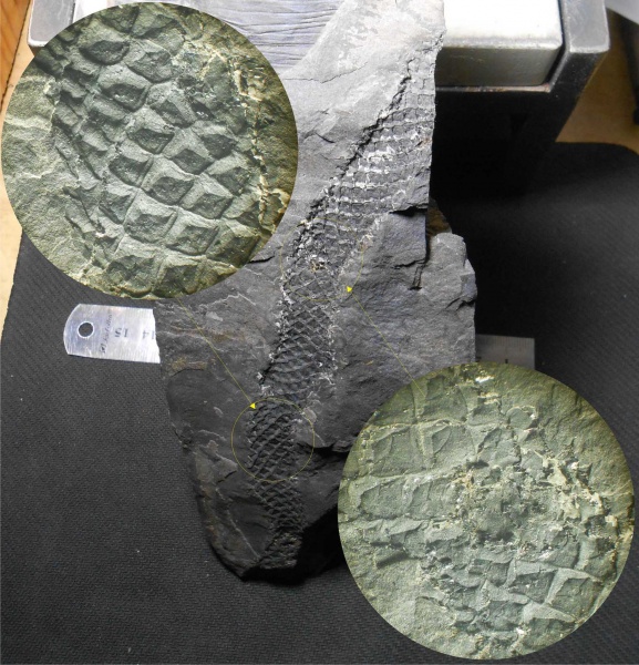 Lepidodendron, Lepidodendron mannebachense